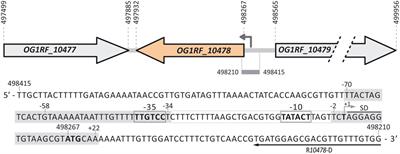 Promoter DNA recognition by the Enterococcus faecalis global regulator MafR